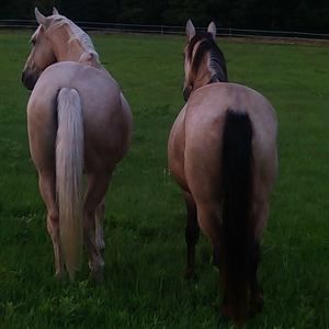 Meet your Posher, Justin